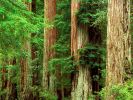 Ancient Giants, Big Basin Redwood State Park, California.jpg