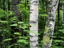 Aspen Trunks, North Woods, Quetico Provincial Park, Ontario, Canada.jpg