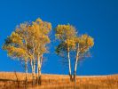 Autumn Aspen Trees, Yellowstone National Park, Wyoming.jpg