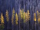 Autumn Larch Trees, Colville National Forest, Washington.jpg