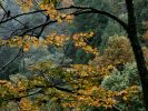 Autumn Maple, Great Smoky Mountains, Tennessee.jpg