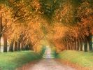Autumn Road, Cognac Region, France.jpg