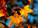 Colors Of Fall.jpg