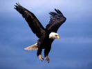 Fearsome Flight, Bald Eagle.jpg