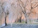 Ice-covered Willow Trees.jpg