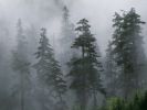 Mist of the Clearing Storm, Mount Hood National Forest, Oregon.jpg