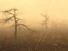 Morning Dew, Everglades National Park, Florida.jpg