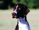Polly the Pointer, White and Liver.jpg