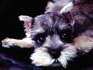 Tammi, Miniature Schnauzer Puppy.jpg