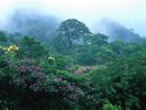 Tijuca Rain Forest, Rio De Janeiro.jpg