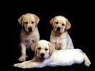 Trinity, Labrador Puppies.jpg